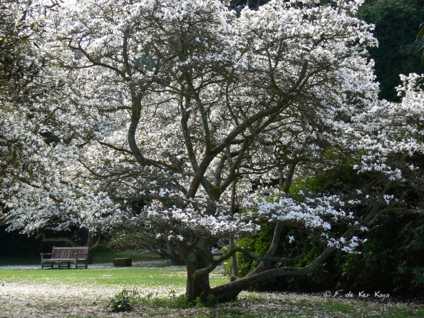 Bois des Moutiers (1) avril 2012